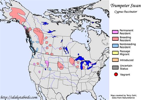 trumpeter swan migration map